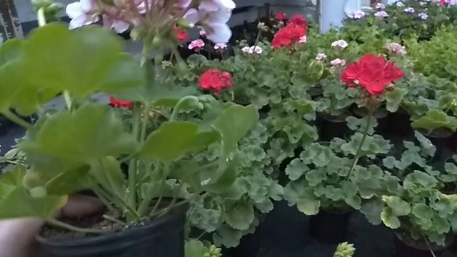 Обзор пеларгонии (гераней) в теплице на стеллажах. смотреть онлайн