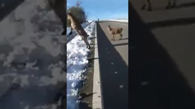 Горный Козел залез на авто - Прикол смотреть онлайн