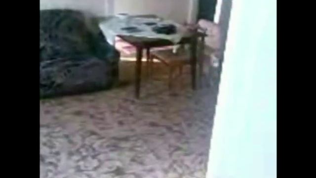 Метис шарпея приносит сигареты(из моих дрессировок) смотреть онлайн