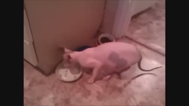 Говорящие животные_смех до слез_смотреть до конца ЧАСТЬ 1