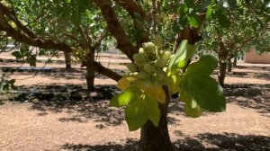 #Фисташка - технологии выращивания фисташки в Калифорнии. Видео из сада, которому 35 лет.