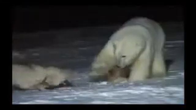 Собака нападает на белого медведя!! смотреть онлайн