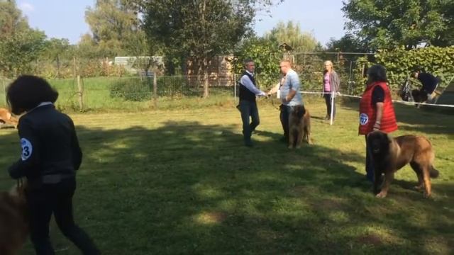 Леонбергеры Амулет Успеха на Специальной выставке в Леонберге смотреть онлайн