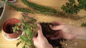 Колумнеи: весенняя пересадка