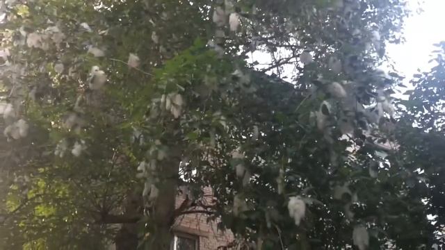 Пух на тополе смотреть онлайн