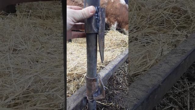 Поилка для бычков смотреть онлайн