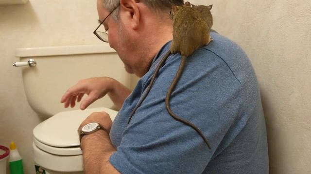 Playing with roof rats (rattus rattus) смотреть онлайн