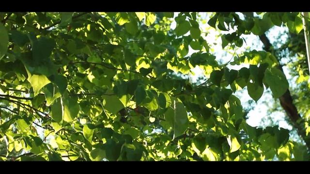 ЛУЧШАЯ БЮДЖЕТНАЯ DSLR КАМЕРА : CANON 650D ИДЕАЛ ДЛЯ НАЧИНАЮЩИХ смотреть онлайн