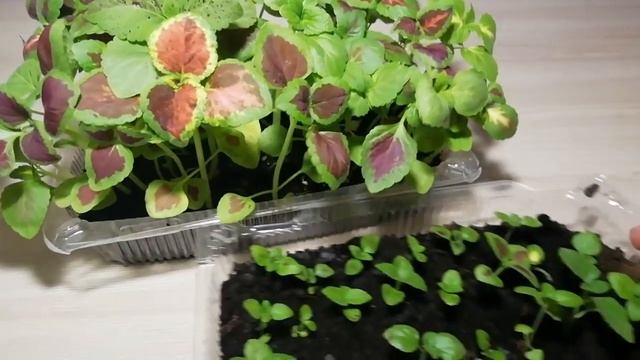 Мои колеусы смотреть онлайн