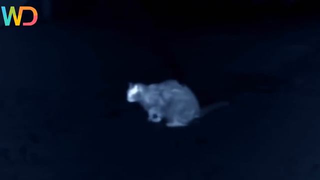 Cat Family - Species of Cats | Cat’s Story (Nat Geo Wild) смотреть онлайн