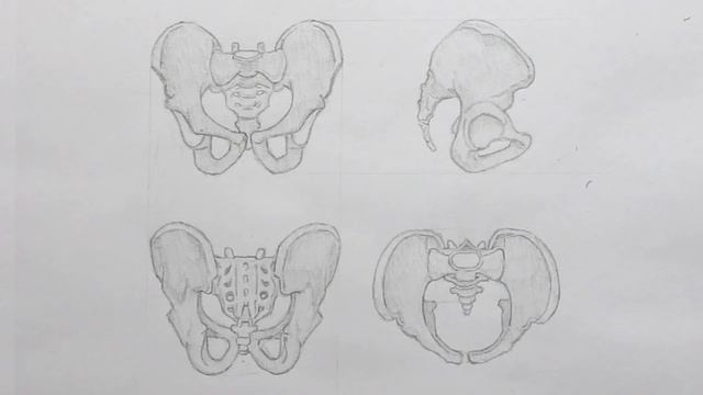 Drawing The RIB CAGE & PELVIS - Anatomy, Structure & Construction - Anatomy 3 смотреть онлайн