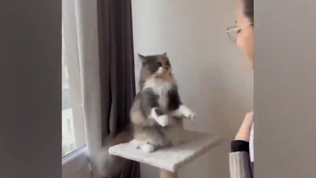 Смешные коты и собаки #8 🐱 🐶Лучшее за 2023 #смешныеживотные #смешныекоты #собака #funny #cutecat смотреть онлайн