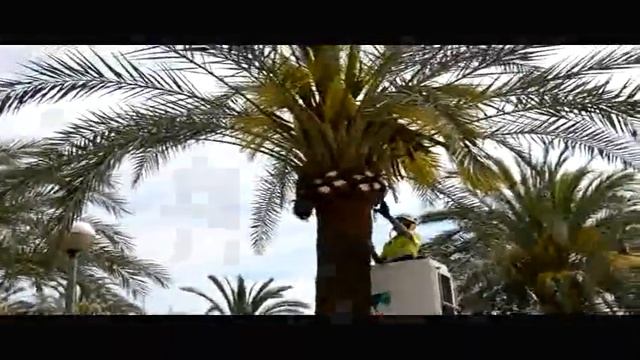 Palma de Mallorca (стрижка пальм) смотреть онлайн