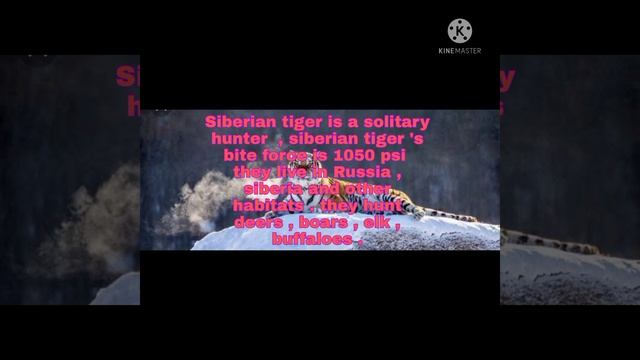 Caspian tiger vs siberian tiger || who would win ? смотреть онлайн