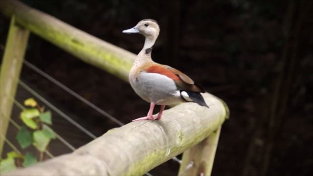 VICTORIA FALLS | ВОДОПАД ВИКТОРИЯ | AFRICA | АФРИКА