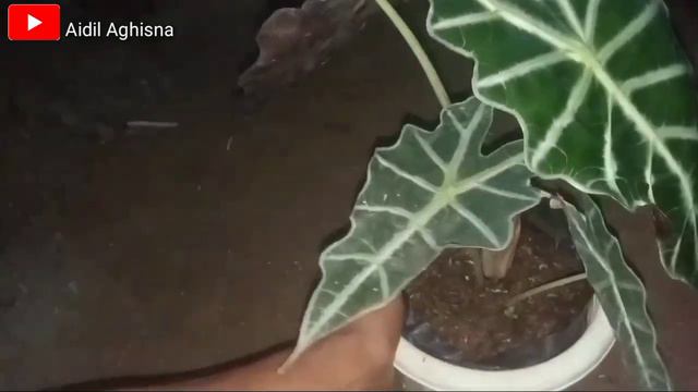 ALOCASIA PARASOL POLY