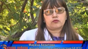 Чем грозит нашествие мотыльков?