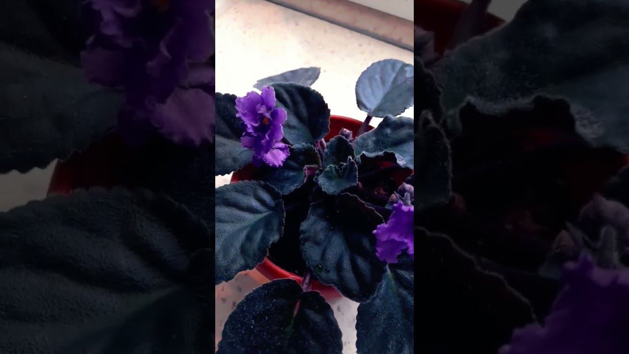 Красавица фиалка