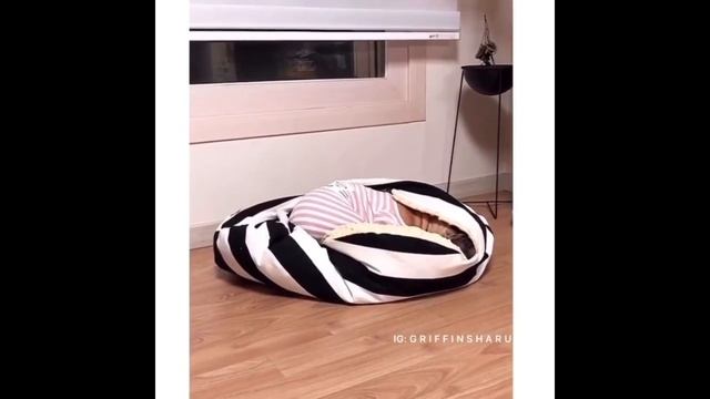 French Bulldogs Funny Moments & Fails Compilation #19 французский бульдог приколы смотреть онлайн