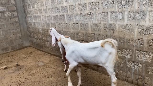 Breeding season goats diets Guide & Precautions | Nagra Farm | Goat Farming tips & ideas смотреть онлайн