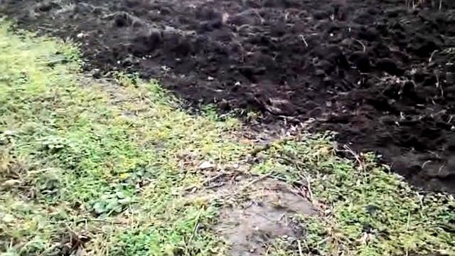 Сколько удобрений давать сигарникам, и когда рубить кусты после вершкования смотреть онлайн