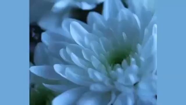 КРАСИВЫЕ СТИХИ о ЛЮБВИ/ Печальный вальс/? смотреть онлайн