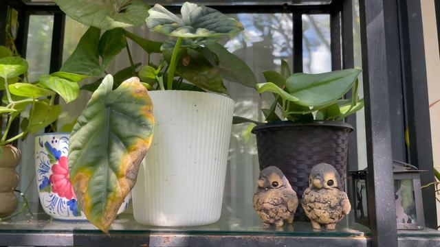 Tropical Garden / Plant Collection 2021