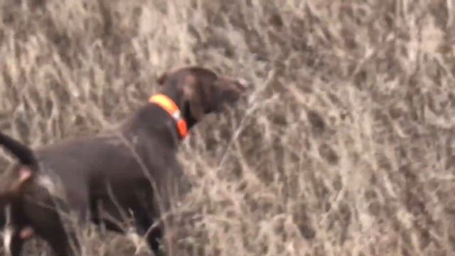 12.02.22 Курица после обрезания смотреть онлайн