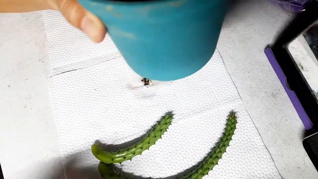RED DRAGON FLOWER SUCCULENT Easy Propagation | ZETNALT TV смотреть онлайн