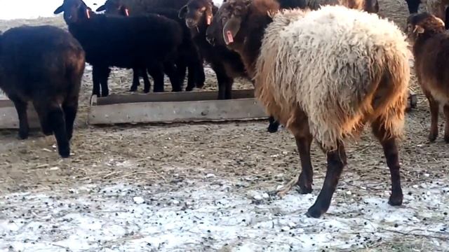 Баран производитель\ Эдильбаевской породы\Жизнь в деревне