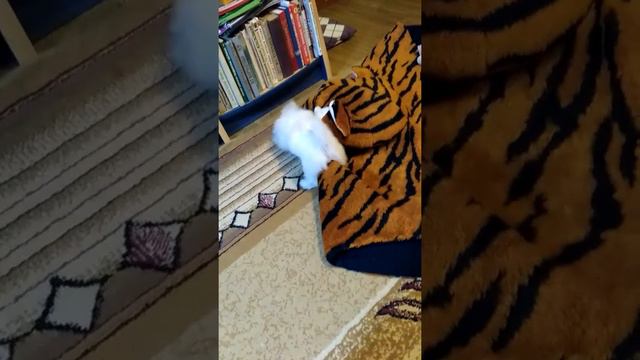 Мальтеза в бешенстве смотреть онлайн