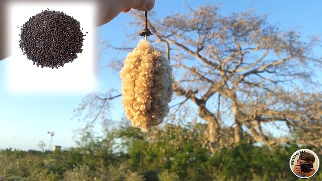 Ceiba Pentandra | Learn about this magestic giant tree | Silk cotton Kapok Java fruit seeds смотреть онлайн