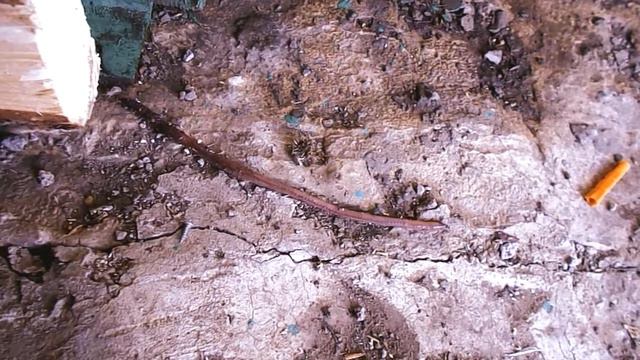 У нас на даче живет большой червяк! смотреть онлайн