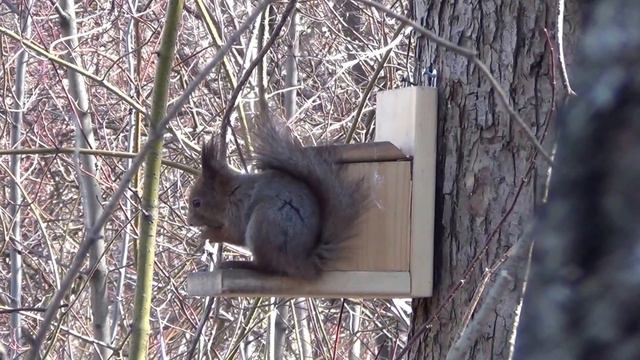 00467 На новой кормушке смотреть онлайн
