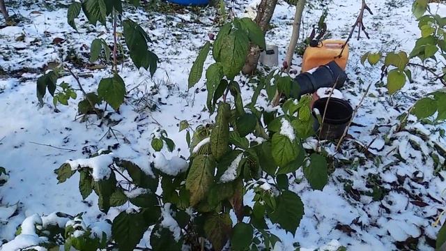 Результат разведения ремонтантной малины в 2019г. смотреть онлайн