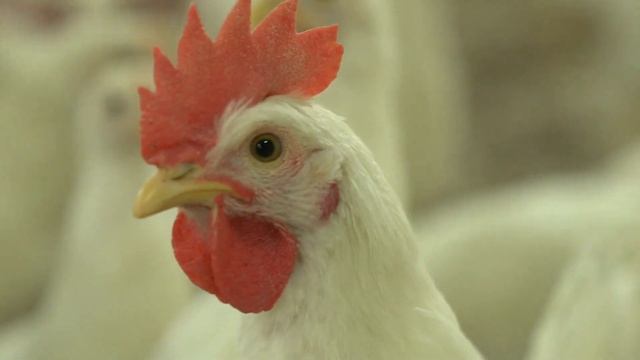 КУРИНЫЕ ЯЙЦА: польза или вред. Что будет если есть яйца каждый день. смотреть онлайн