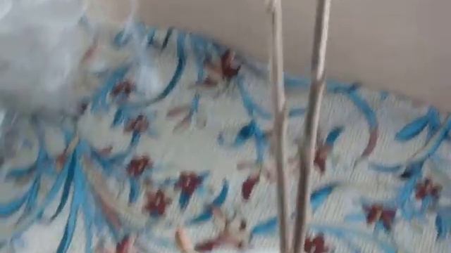 MOV07904 Внимание опыт по выращиванию черешни в Оренбургской области. смотреть онлайн