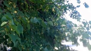 📌А липи цвітуть духмяні-духмяні Іво Бобул та Лілія Сандулеса