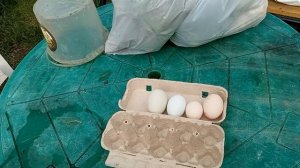 От чего зависит размер первых яиц у молодых кур?Сколько ждать увеличения размера яиц?