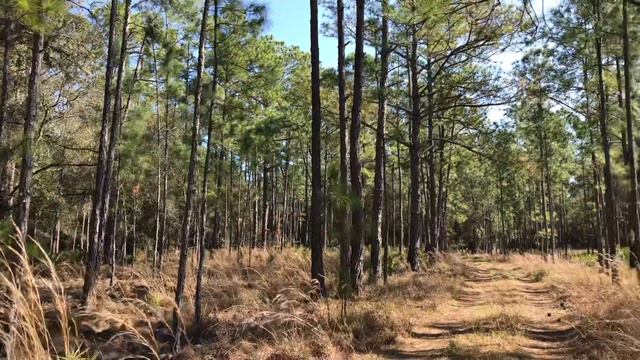 Florida Fat Bike Prowler | Tampa, Florida | Surly Ice Cream Truck Adventures смотреть онлайн