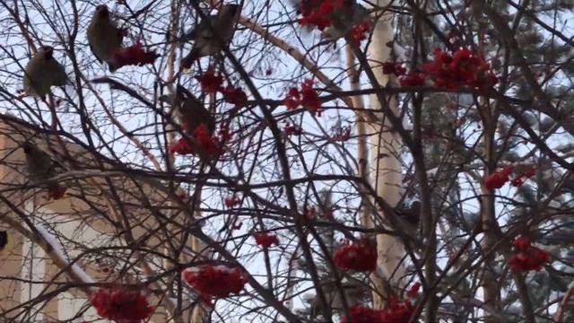 Птицы. Стаи свиристелей в Нягань прилетели смотреть онлайн