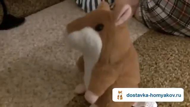 Говорящий хомяк и быстрый таджик! Купить говорящего хомяка: http://dostavka-homyakov.ru/ смотреть онлайн
