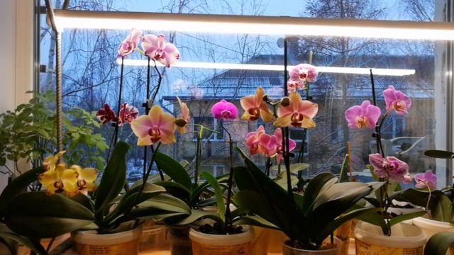Досветка для орхидей. смотреть онлайн