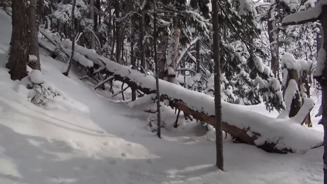 Сходил в лес за соболями, декабрь 2023 г. смотреть онлайн