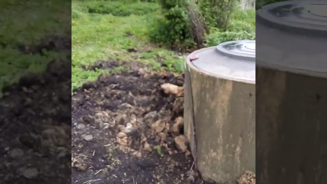 Отгоняю кур, не дают есть молодкам смотреть онлайн