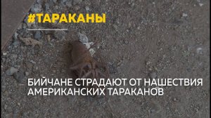 Огромные американские тараканы терроризируют бийчан