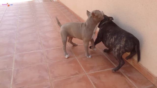 Собаки приколы American Bully vs Staffordshire bull terrier смотреть онлайн