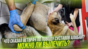 Что сказал ВетВрач за суставы алабая. Диагноз. Можно ли вылечить? Тишка заболел.