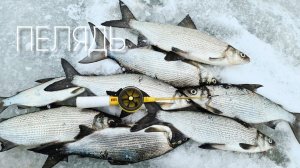 ПЕЛЯДЬ Поймай ЕЁ если СМОЖЕШЬ !? #пелядь #ловляпеляди #сиг #зимняярыбалка