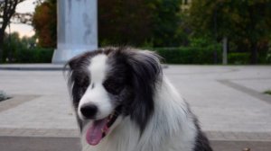 Бордер колли показывает простые команды. Милая собака антистресс видео.